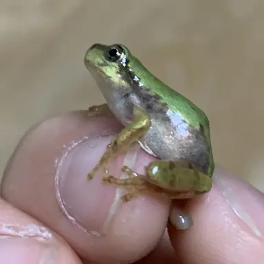 Profile image of 여우