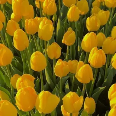 Profile image of 루이