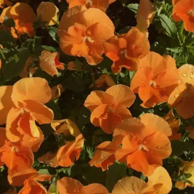 Profile image of 하루토