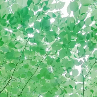 Profile image of Patricia Wade