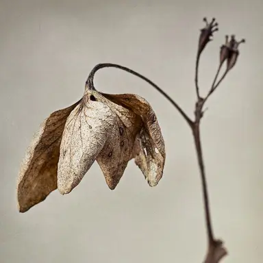 Profile image of 예나