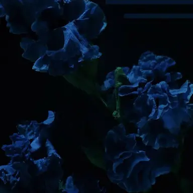 Profile image of 파이브