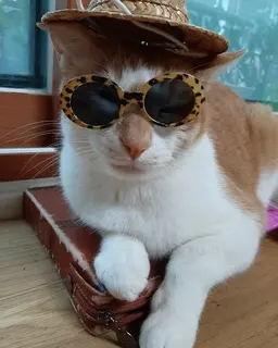 Profile image of Doongie