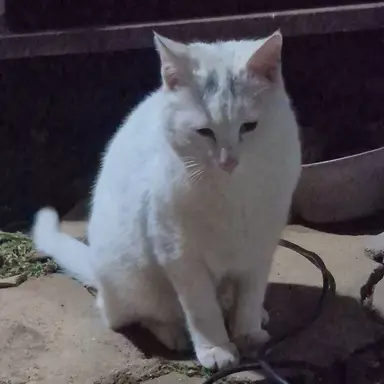 Profile image of 남순이