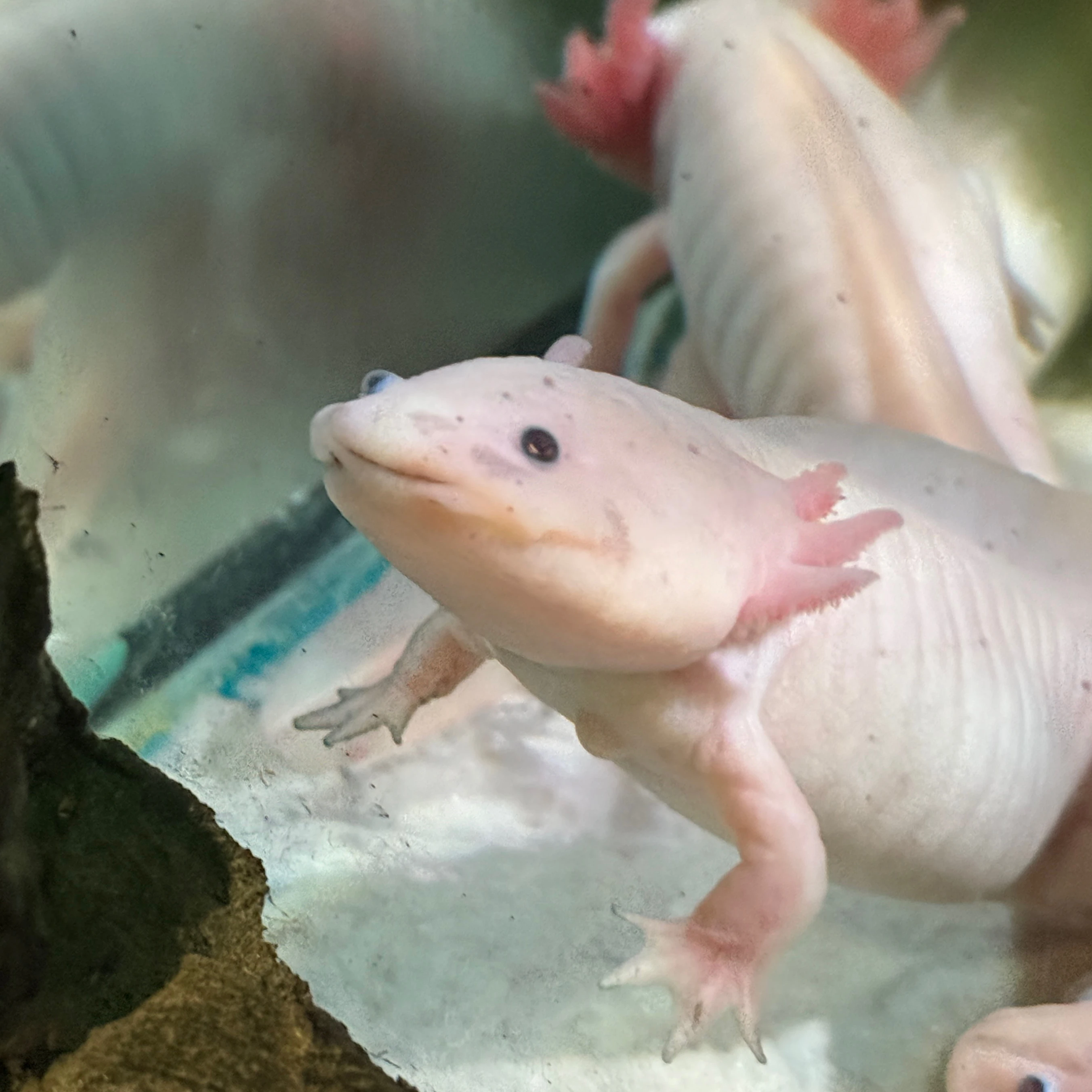 권수녕