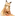 キタキツネ