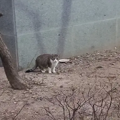 Profile image of 후지나가 사쿠야