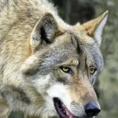 Profile image of 늑대