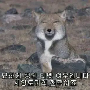 Profile image of 여우