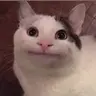 Profile image of 무이치로 고양이