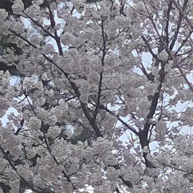 Profile image of 이 청 명