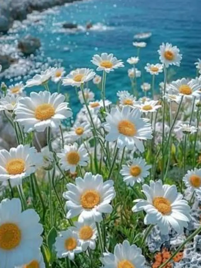 HSRD-Heptagram의 ...여름이였다.