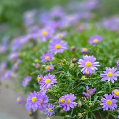 Profile image of 수현