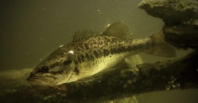 Profile image of Fish