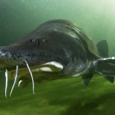 Profile image of Fish