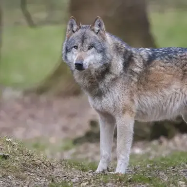 Profile image of 늑대