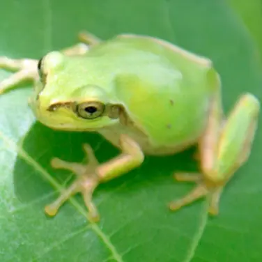 KamimuraHina의 けろちゃん🐸