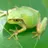 けろちゃん🐸