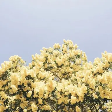 Profile image of 티푸