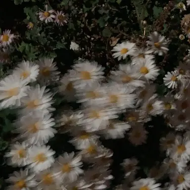 Profile image of 권지용