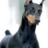 Profile image of Doberman