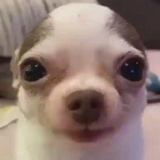 시루