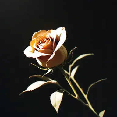 Profile image of 블라디미르