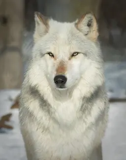 Profile image of Ian
