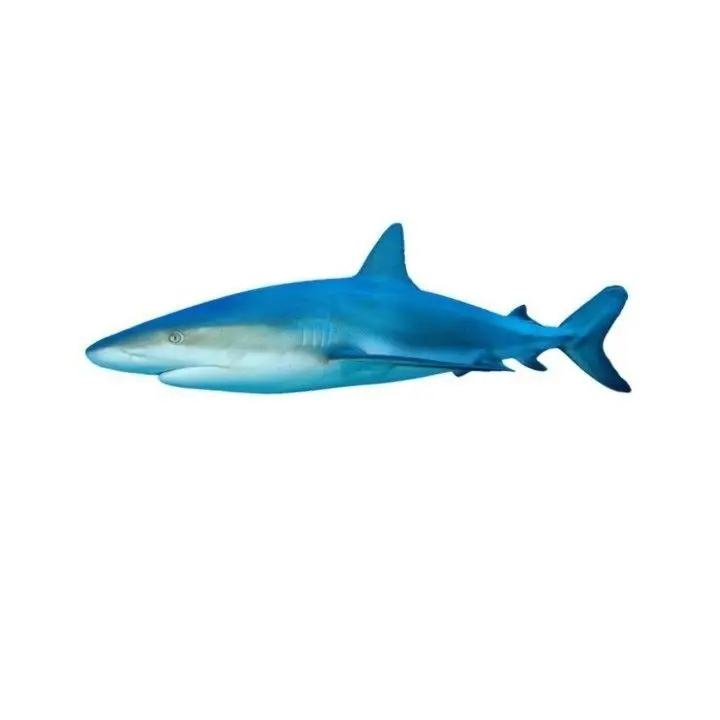 0125cat의 shark