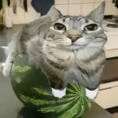 Profile image of 수박캣