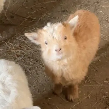 Profile image of 아또