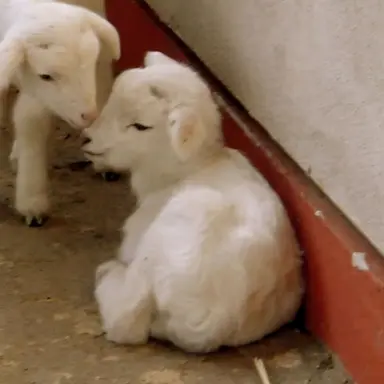 Profile image of 뽀얀