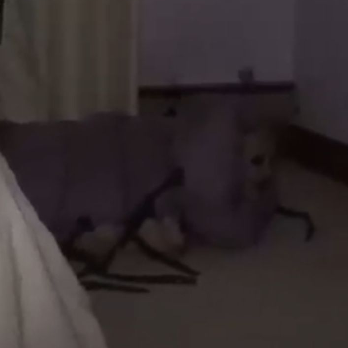 WIGGLES 대표 이미지