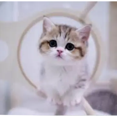 Profile image of 냥이