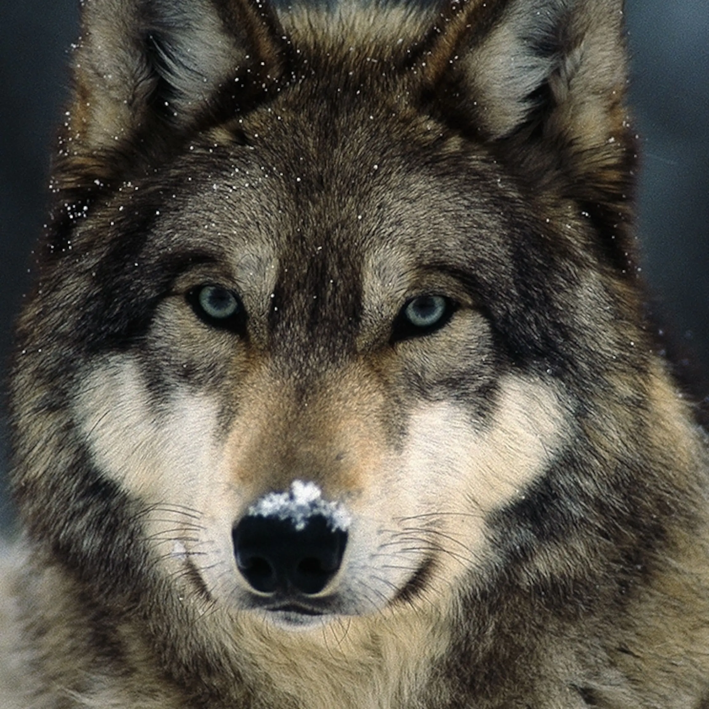 StumpyDiary4245의 Wolf
