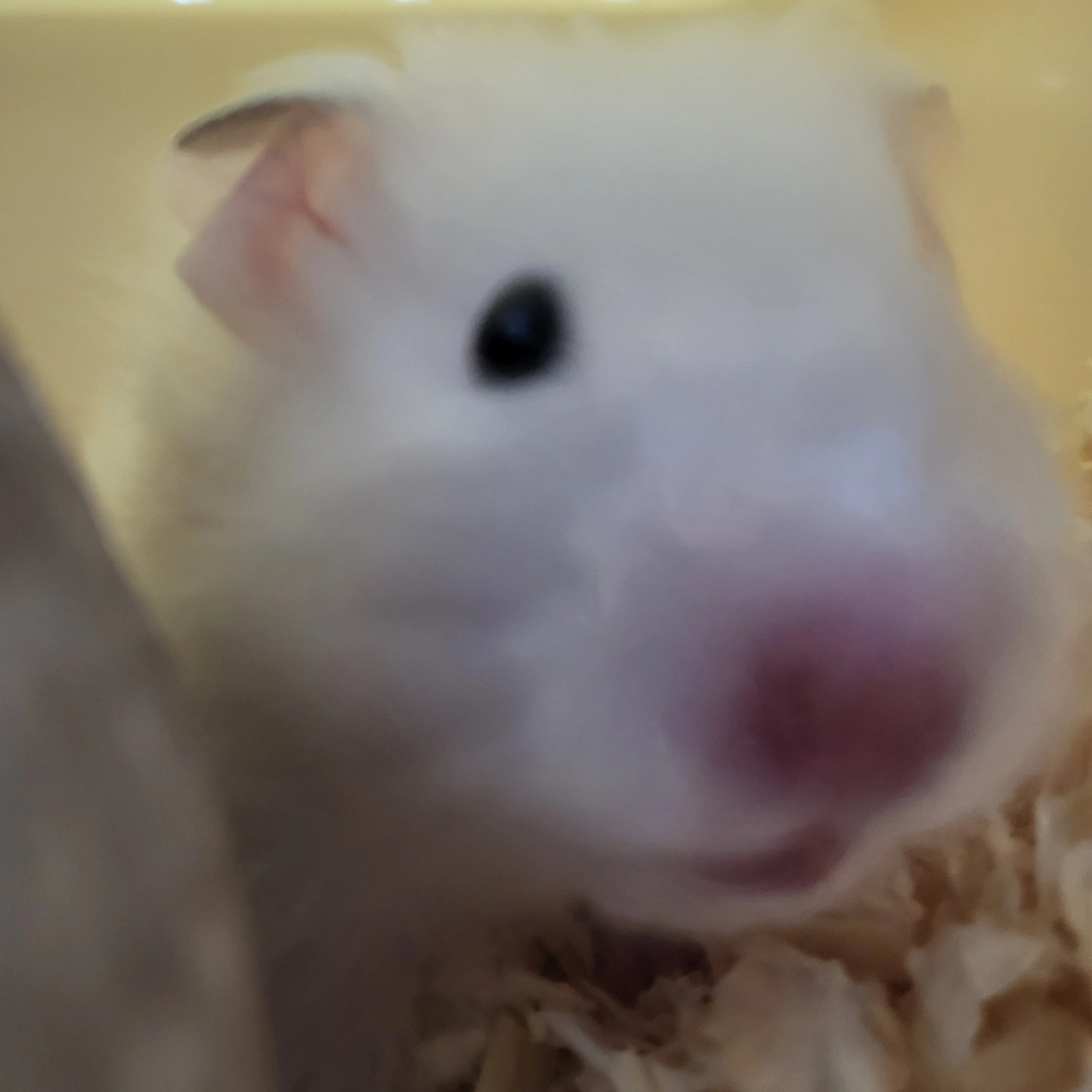 퓨바