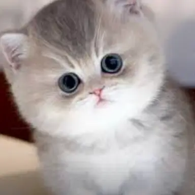 Profile image of 밀키