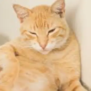 Profile image of 쿠키