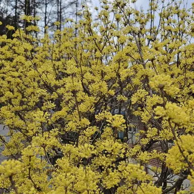 Profile image of 동백