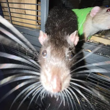 Profile image of Adrian