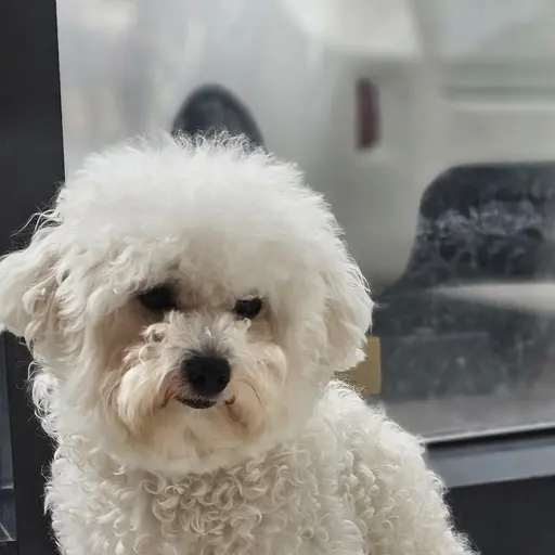StubbyClip6807의 강쥐