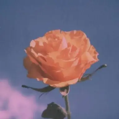 Profile image of 코마