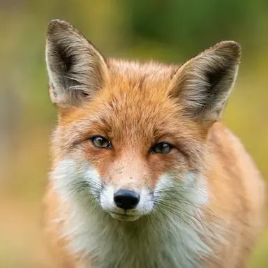 Profile image of 쿠소 히나