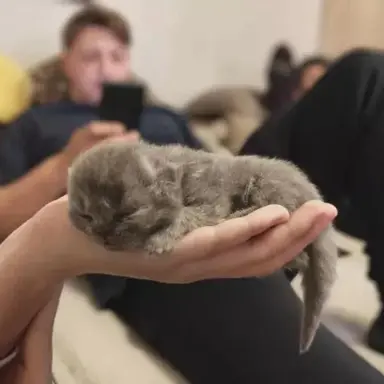 Profile image of Maya