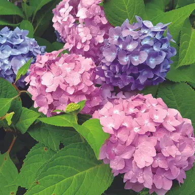 Profile image of 밍루