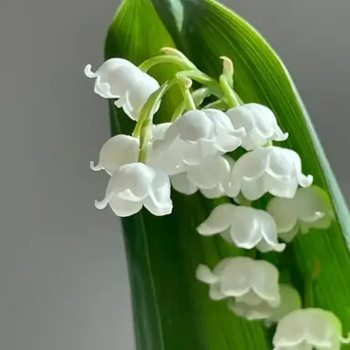 Profile image of 밍룬