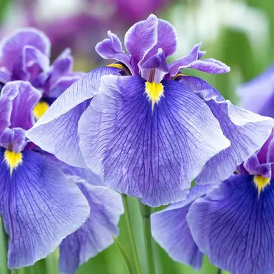 Profile image of アイリス