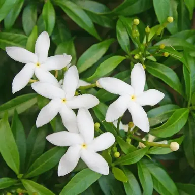 Profile image of ジャスミン