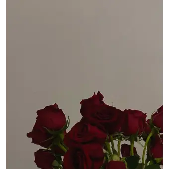 Profile image of 서한솔