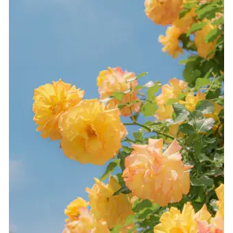 Profile image of 정형준